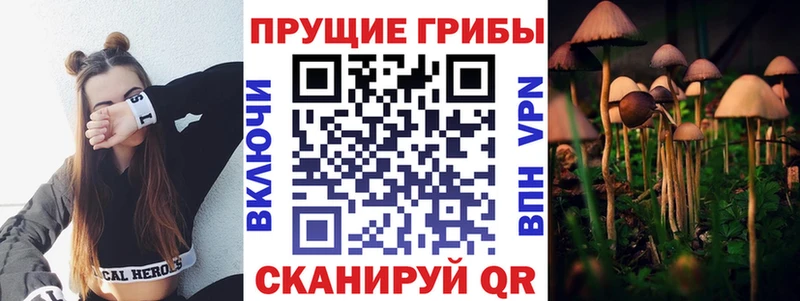 Купить  Иноземцево  Галлюциногенные грибы Psilocybe 